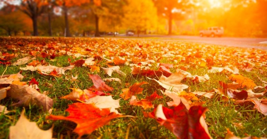 Is Mulching leaves good for your Lawn 22