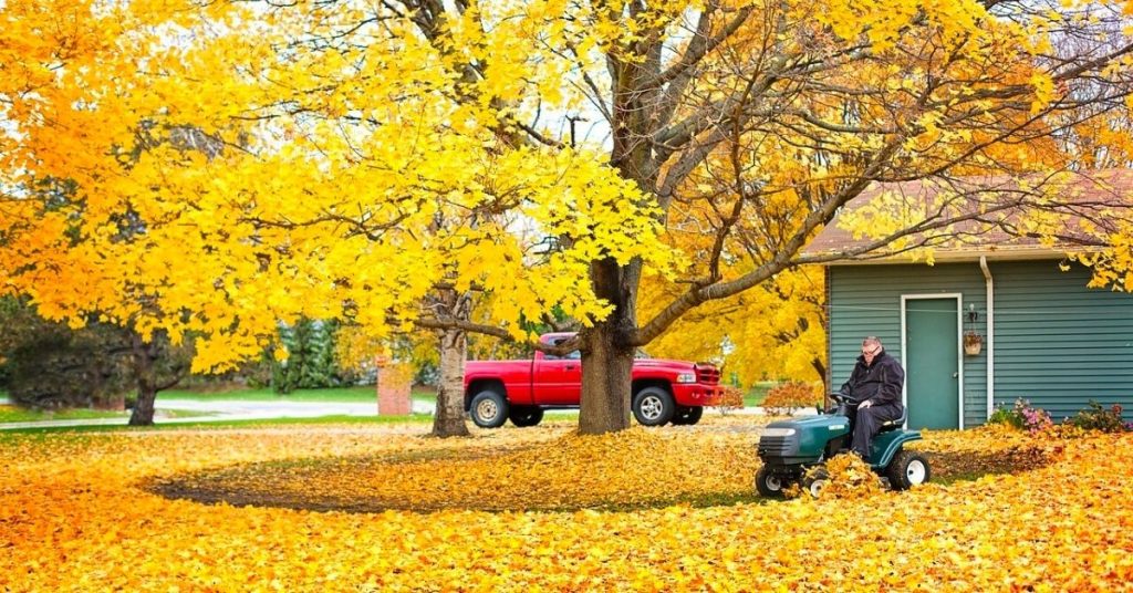 Is Mulching leaves good for your Lawn 20